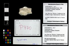 Foto (Objekt + Etikett) von Cycloprosopon sp.  (NHMW-GEO-2014-0194-0770)